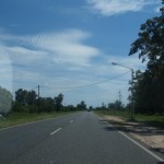 Animales sueltos cerca de la ruta 1_1