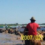 Foto de archivo - Evacuación de ganado, zona de isla._1 Foto de archivo - Evacuación de ganado, zona de isla._1