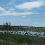 Ganado afectado por la crecida