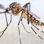 Mosquito