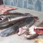 Secuestro de pescado_1