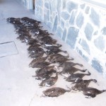 Secuestro de patos_1